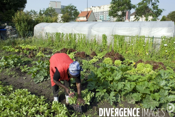 Producteur local en vente directe, l association Territoires à Saint Denis, fait du maraichage biologique et de l insertion sociale.Cueillette des groseilles.