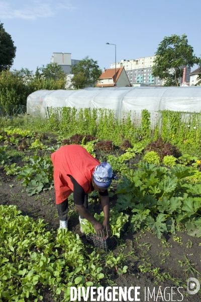 Producteur local en vente directe, l association Territoires à Saint Denis, fait du maraichage biologique et de l insertion sociale.Cueillette des groseilles.