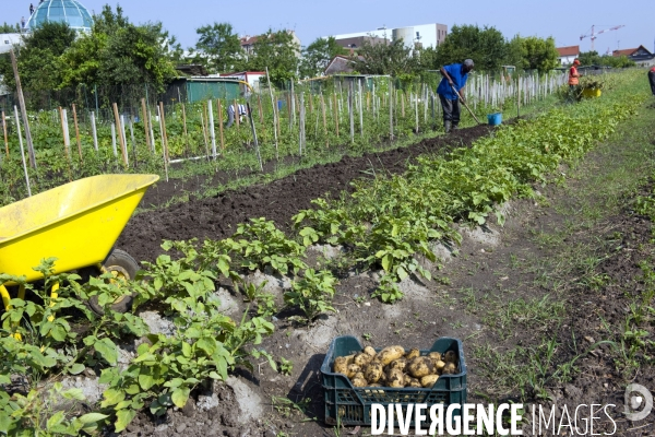 Producteur local en vente directe, l association Territoires à Saint Denis, fait du maraichage biologique et de l insertion sociale.Cueillette des groseilles.