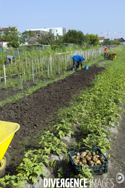 Producteur local en vente directe, l association Territoires à Saint Denis, fait du maraichage biologique et de l insertion sociale.Cueillette des groseilles.