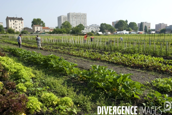 Producteur local en vente directe, l association Territoires à Saint Denis, fait du maraichage biologique et de l insertion sociale.Cueillette des groseilles.