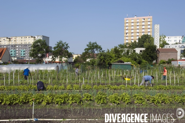Producteur local en vente directe, l association Territoires à Saint Denis, fait du maraichage biologique et de l insertion sociale.Cueillette des groseilles.