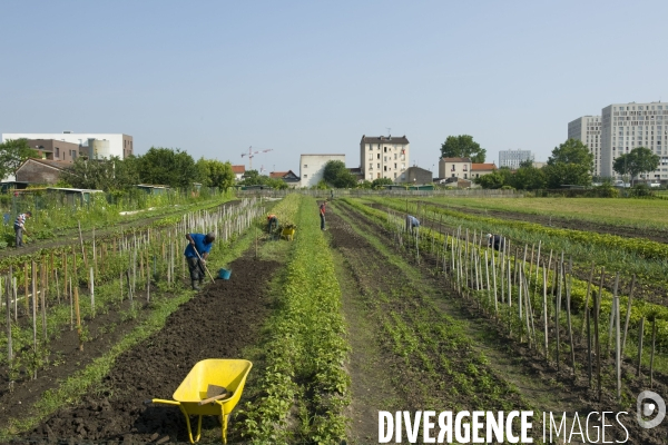 Producteur local en vente directe, l association Territoires à Saint Denis, fait du maraichage biologique et de l insertion sociale.Cueillette des groseilles.