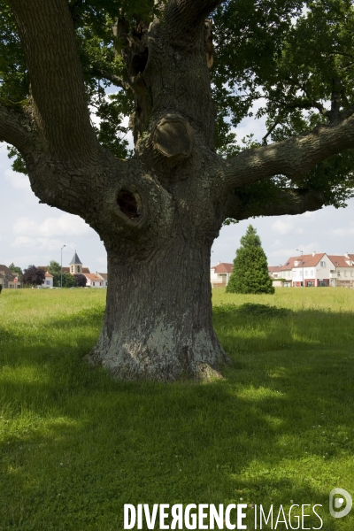 Illustration Juillet 2013.Un arbre remarquable dans le parc du Bicheret.
