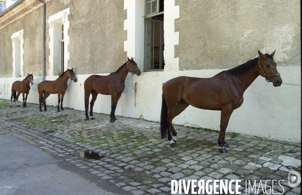 L équitation militaire