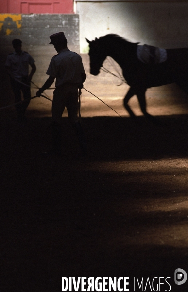 L équitation militaire