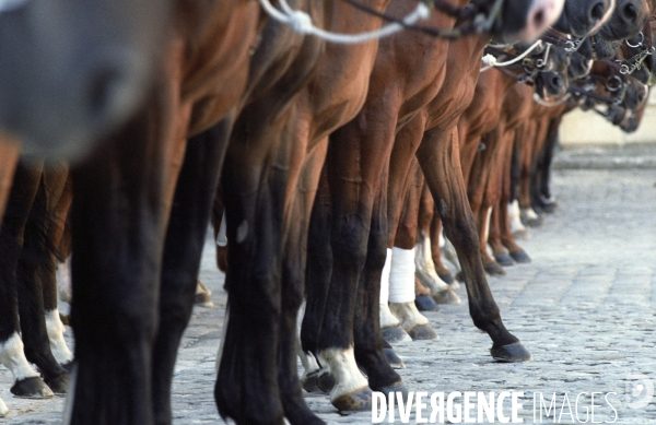 L équitation militaire