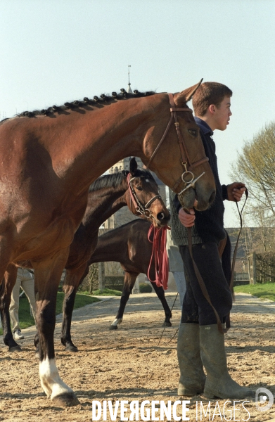 L équitation militaire