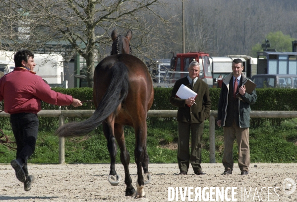 L équitation militaire