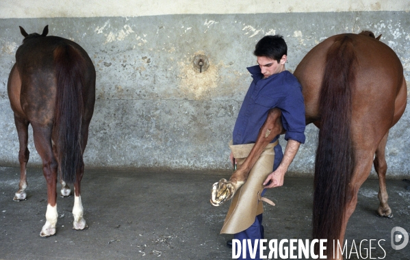 L équitation militaire