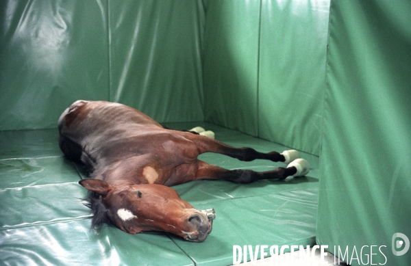 L équitation militaire