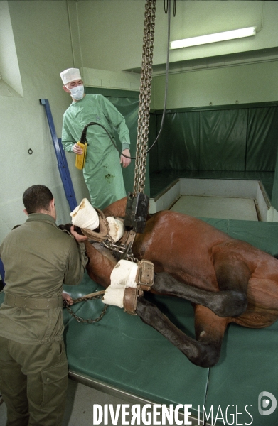 L équitation militaire