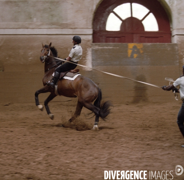 L équitation militaire