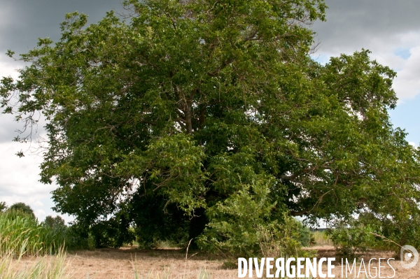 Arbres, ciel, nuages