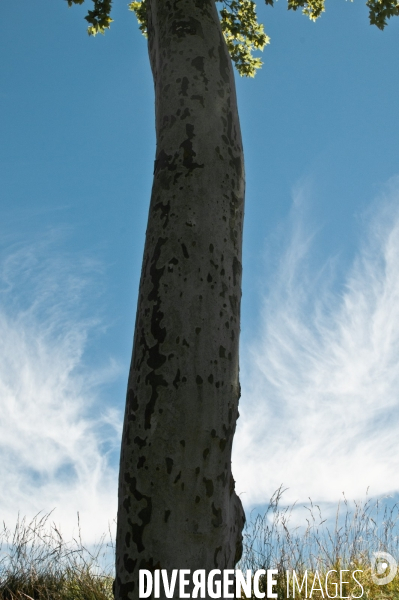 Arbres, ciel, nuages