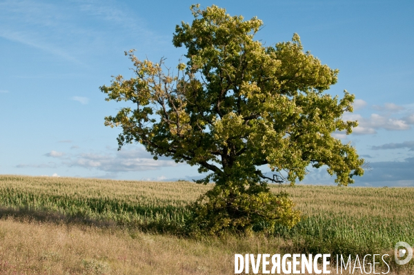 Arbres, ciel, nuages