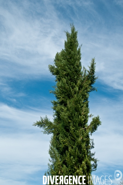 Arbres, ciel, nuages