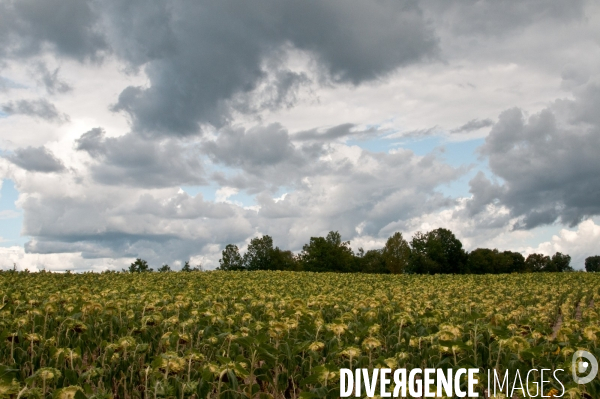 Arbres, ciel, nuages