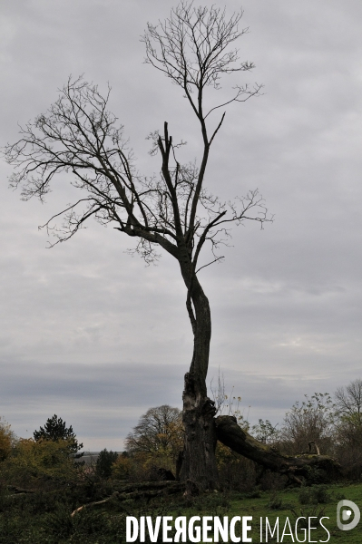 Arbres, ciel, nuages