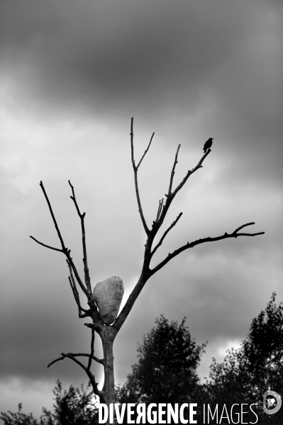 PENONE à Versailles