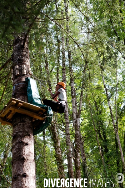 Dans les arbres