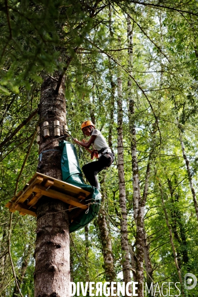 Dans les arbres