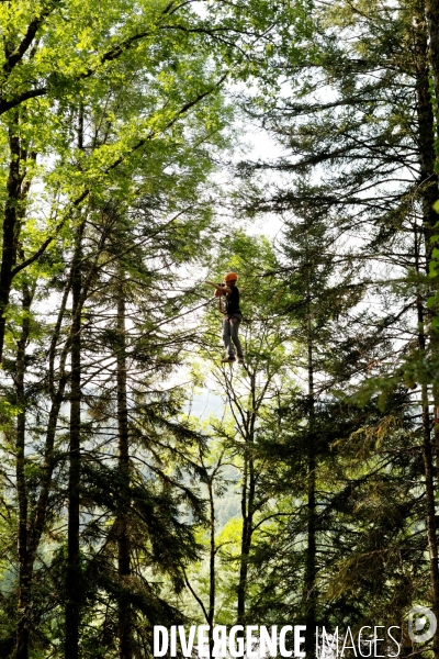 Dans les arbres