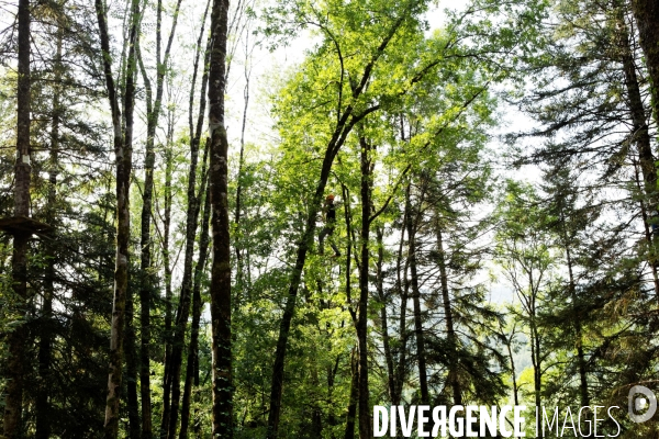Dans les arbres