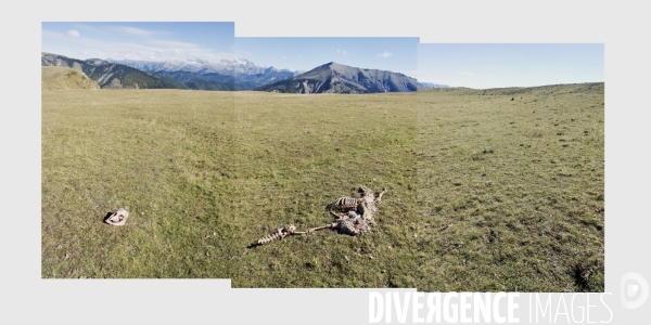 Paysage d alpage avec mouton mangé par le loup ( et nettoyé par les vautours fauves )