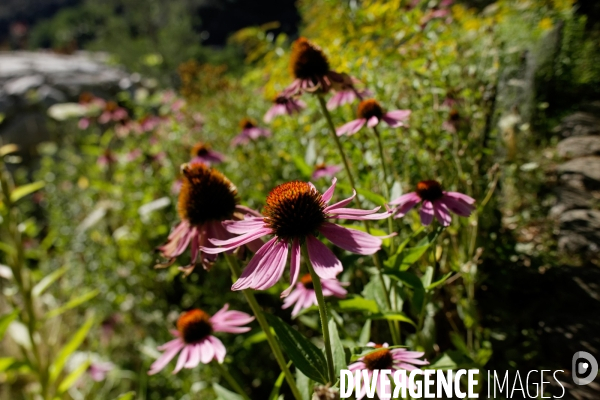 Cévennes-Eté 2013