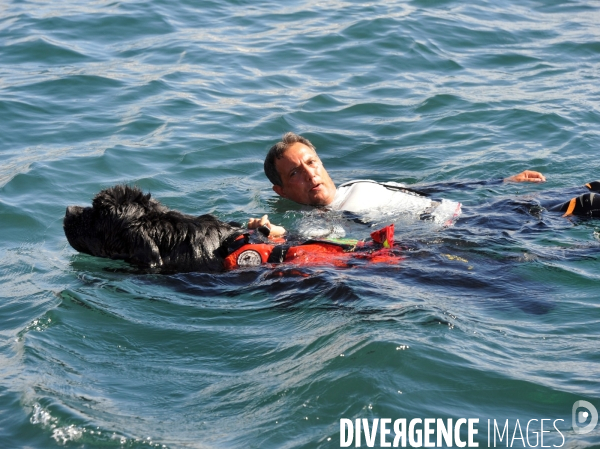 Chien sauveteur en mer