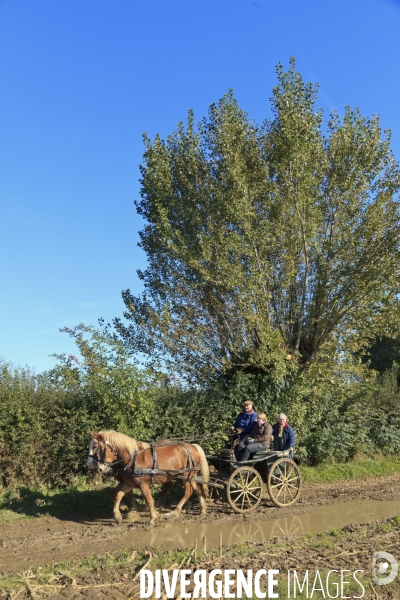 Folklore et traditions en Flandre (Nord)