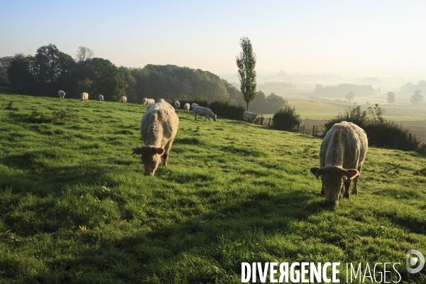 Paysages et villages des Flandres (departement du Nord)