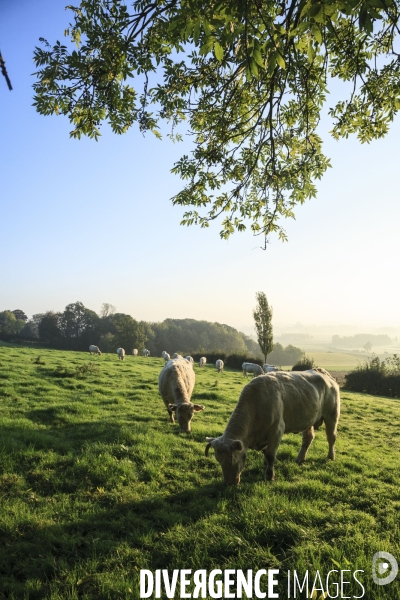 Paysages et villages des Flandres (departement du Nord)