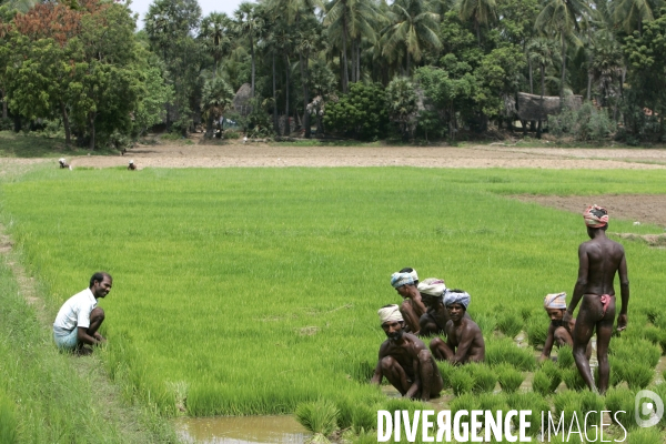 Agriculture dans le sud de l inde