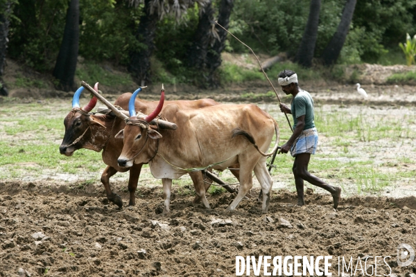 Agriculture dans le sud de l inde