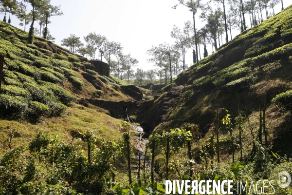 Agriculture dans le sud de l inde