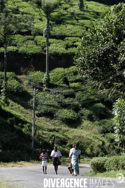 Agriculture dans le sud de l inde