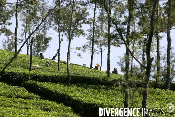 Agriculture dans le sud de l inde