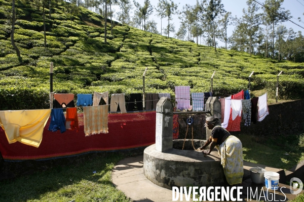 Agriculture dans le sud de l inde