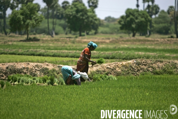 Agriculture dans le sud de l inde