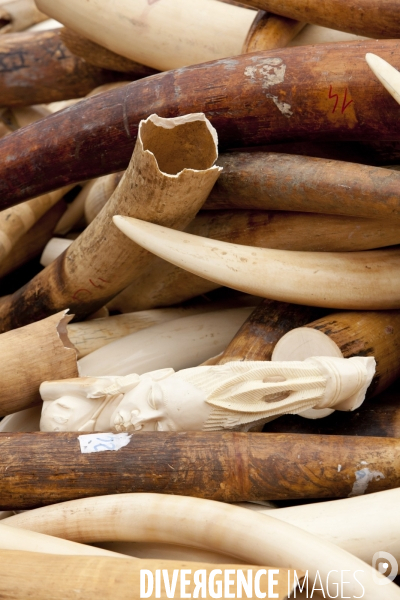 Destruction de 3 tonnes d ivoire illicite saisies en France depuis 20 ans, avec Philippe MARTIN, Ministre de l écologie et Nicolas HULOT.