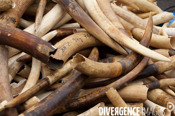 Destruction de 3 tonnes d ivoire illicite saisies en France depuis 20 ans, avec Philippe MARTIN, Ministre de l écologie et Nicolas HULOT.