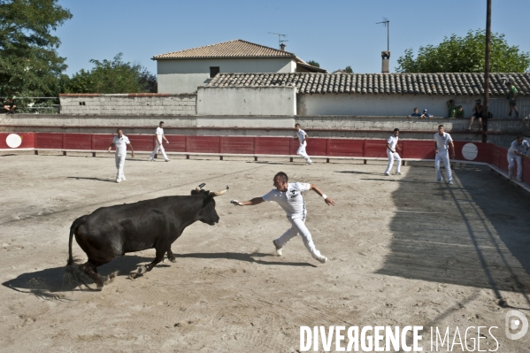 Courses camarguaises et razeteurs à Gallician