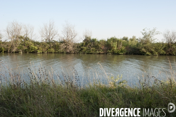 Courses camarguaises et razeteurs à Gallician