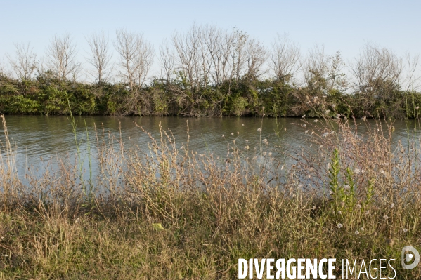 Courses camarguaises et razeteurs à Gallician