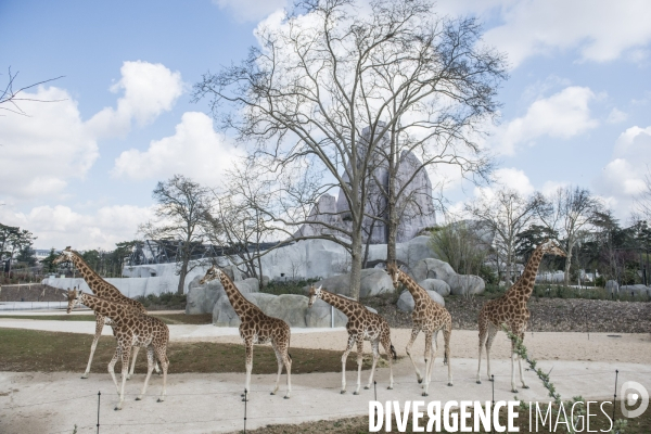 Le zoo de Vincennes