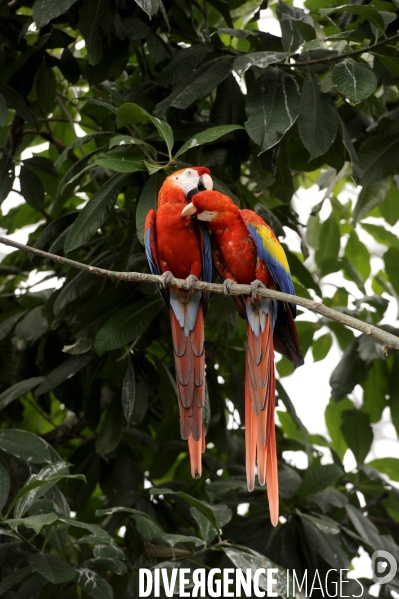 Zoo de Vincennes