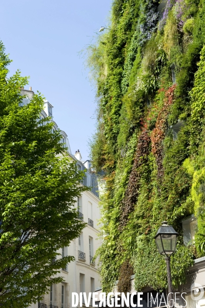 Illustration Avril 2014.Mur vegetal 250 m2,de 25 metres de haut et comprenant 7 600 plantes,,l Oasis d Aboukir, dans le Sentier, deuxieme arrondissement realise par Patrick Blanc, botaniste.