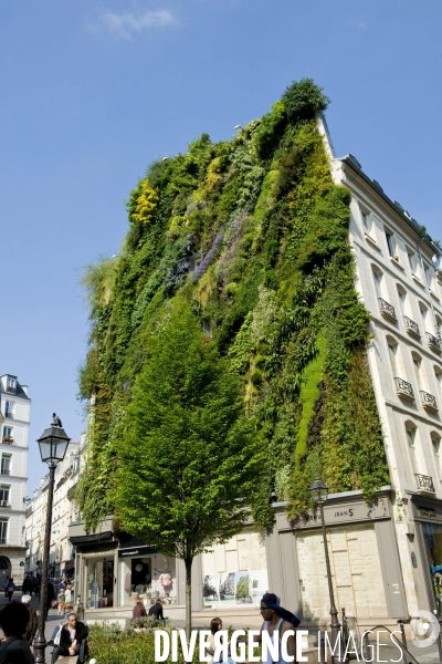 Illustration Avril 2014.Mur vegetal 250 m2,de 25 metres de haut et comprenant 7 600 plantes,,l Oasis d Aboukir, dans le Sentier, deuxieme arrondissement realise par Patrick Blanc, botaniste.